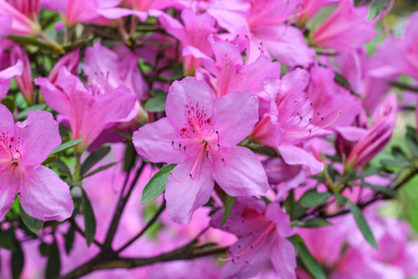 Pink spring background of azalea flower - Photo, Image