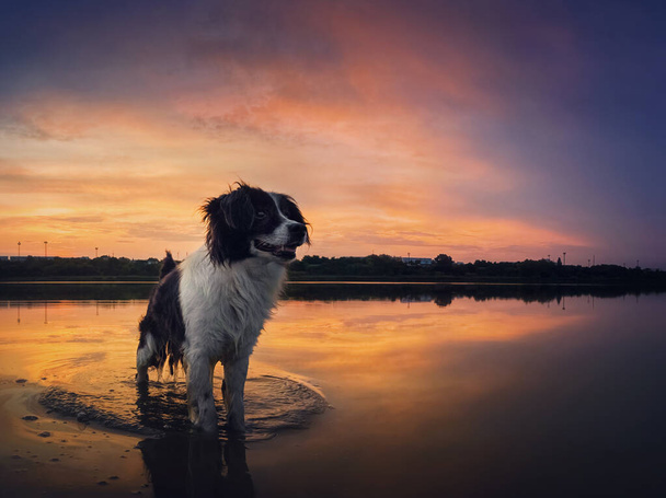 Όμορφος ουρανός ηλιοβασιλέματος αντανακλάται στη λίμνη. Εξωτερική σκηνή περιπέτειας με ένα γοητευτικό σκυλί δροσιστικό στο νερό της λίμνης. Το χαρούμενο κατοικίδιο απολαμβάνει την ειδυλλιακή βραδινή βόλτα. Puppy κοιτάζοντας προσεκτικοί κατά μέρος - Φωτογραφία, εικόνα