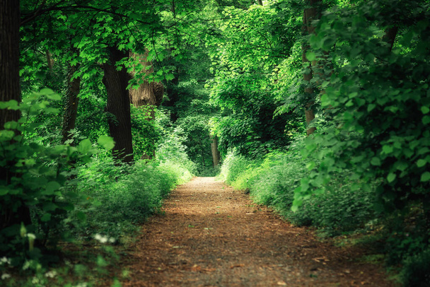 piękna ścieżka w zielonym lesie. Kontekst natury - Zdjęcie, obraz