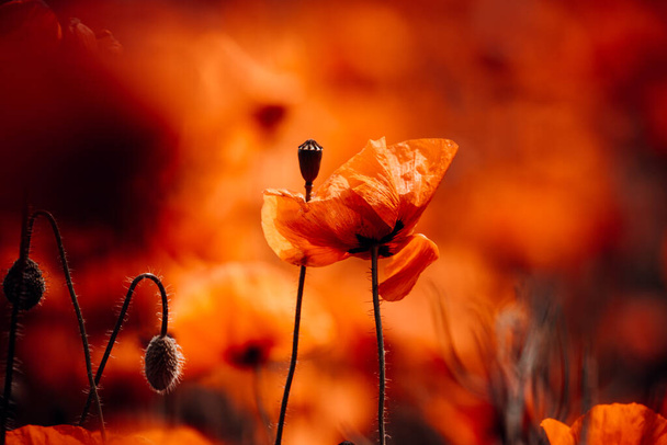 hermosas flores de amapola roja en el campo - Foto, Imagen