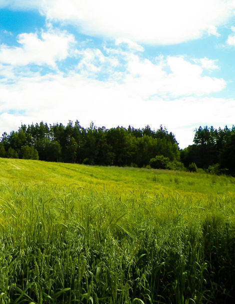 Weide in het bos in het Nationaal Park Pelcznica. Prachtige natuur van Noord Polen. - Foto, afbeelding