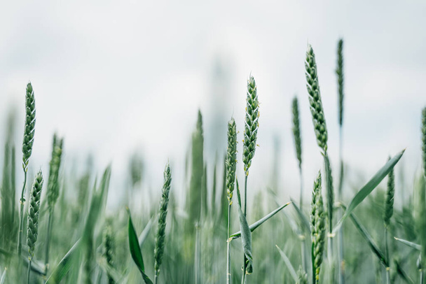 campo de trigo verde no fundo desfocado - Foto, Imagem