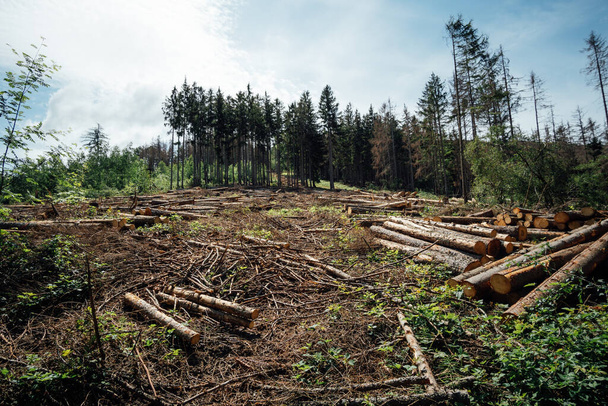 montón de madera cortada en el bosque en verano - Foto, Imagen