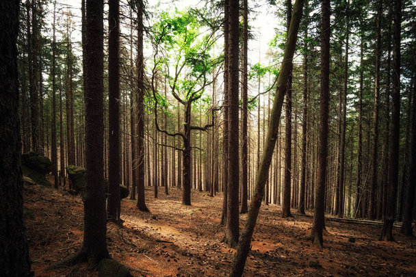 Зеленое, сочное, свежее дерево стоит в мертвом лесу - Фото, изображение