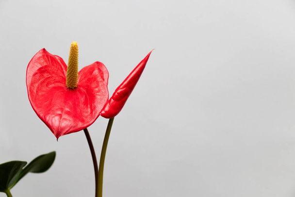 Two red flowers Anthurium. On a white with copy space. - Foto, imagen