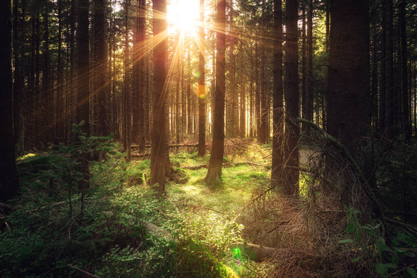 promienie słońca w sosnowym lesie. Kontekst natury - Zdjęcie, obraz