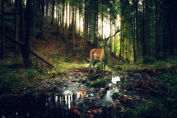 beautiful deer walking in forest. Nature background - Photo, Image