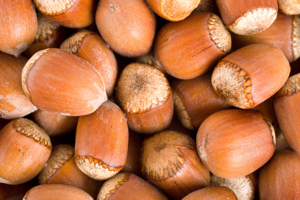 Large group of forest ripe nuts. Background - Photo, Image