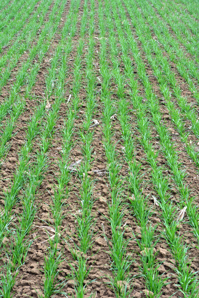 Buenas siembras de trigo de invierno en el campo agrícola de primavera - Foto, Imagen