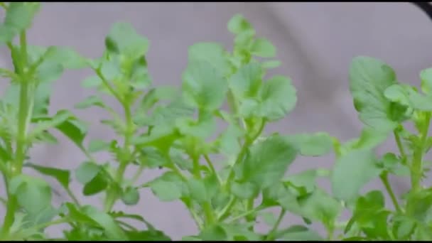 Korb mit Petersilie Gemüsegarten - Filmmaterial, Video