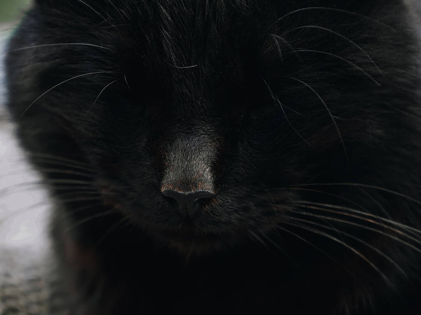 Закрыть нос уличной черной кошки, спящей на лице, с закрытыми глазами, усами и темным мехом, головой домашнего или дикого животного - Фото, изображение
