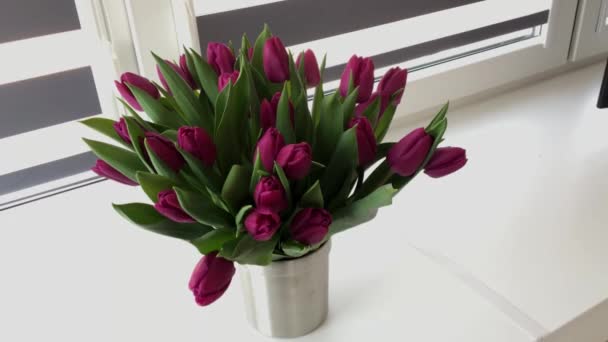 Buquê de tulipas roxas, flores incríveis em vaso. Tiro médio. - Filmagem, Vídeo