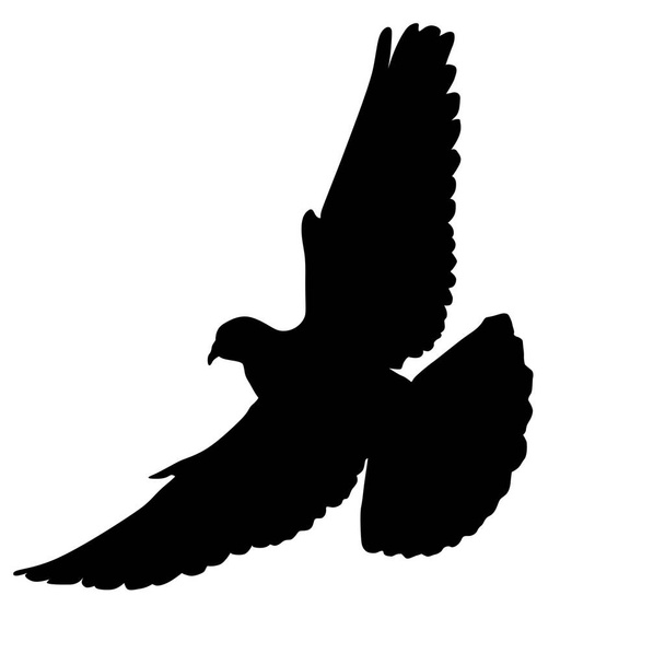 Flying dove on white background, vector illustration - Vektori, kuva