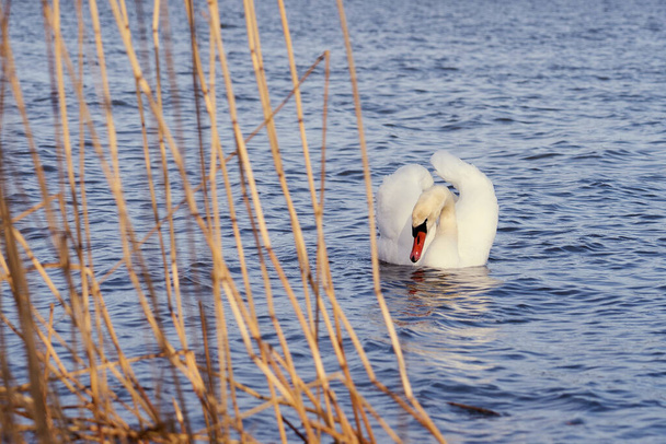 Cisne blanco en la costa del Mar Báltico en Finlandia - Foto, imagen