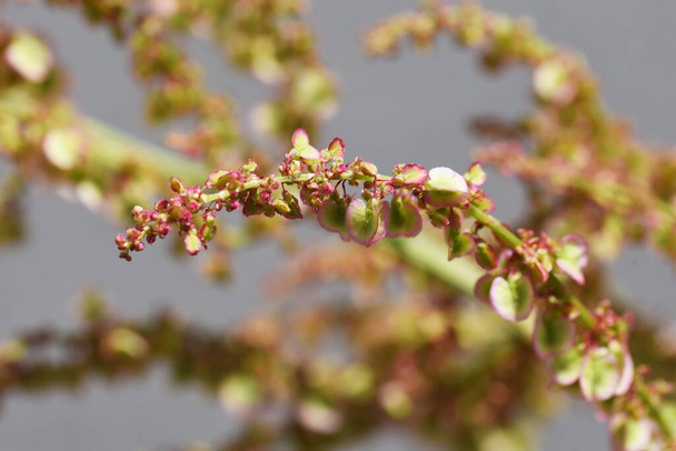 Rumex acetosa blüht Sauerampfer. Mehrjährige Pflanze Polygonaceae. Essbare und Heilpflanzen. - Foto, Bild