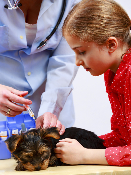 Tratamento veterinário - vacinar o cachorro Yorkshire
 - Foto, Imagem