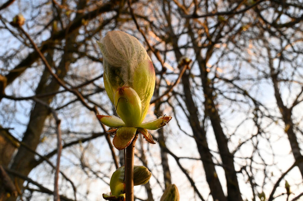 春に、馬栗(イソキュラス・ヒポカスタヌム)の芽が閉じるw - 写真・画像