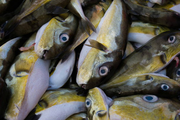 Мягкая рыба (Lagocephalus inermis) для продажи на рыбном рынке в гавани Мангалор, Карнатака. - Фото, изображение