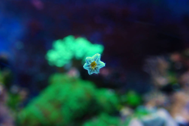 Asterina estrela do mar é uma estrela comum em tanques de aquário de recife de coral em casa - Foto, Imagem
