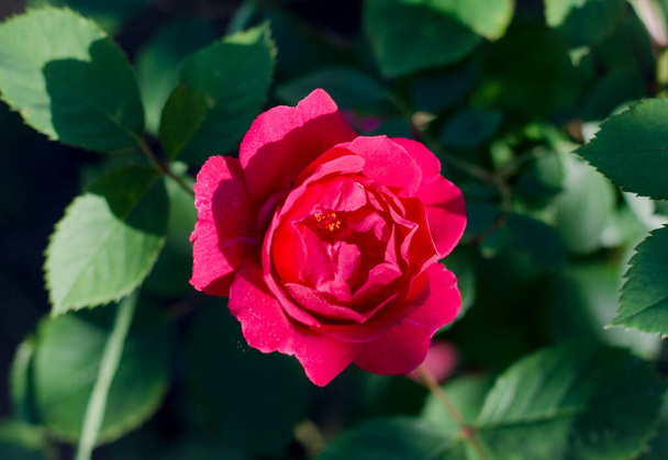Rode roos in dauwdruppels in de tuin - Foto, afbeelding