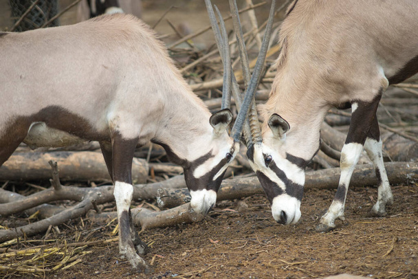İki Orxy hayvanat bahçesinde kavga ediyor.. - Fotoğraf, Görsel