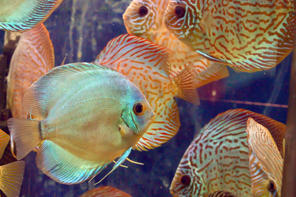 熱帯魚の一種の円盤の魚  - 写真・画像