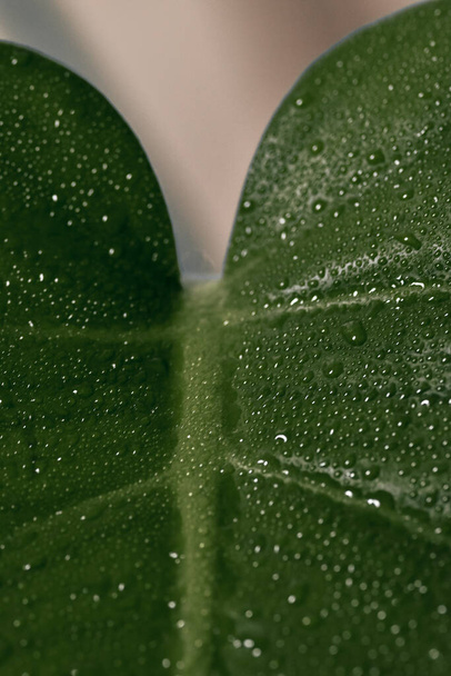 A vertical shot of a fresh green anthurium leaf with water droplets - Fotografie, Obrázek