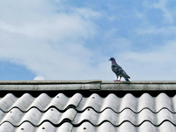 A selective focus shot of a pigeon perched on a roof under the cloudy sky - Foto, Imagem