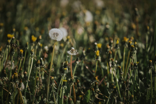 A closeup shot of white dandelions growing in a garden - Fotó, kép