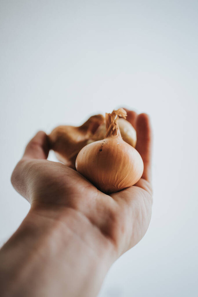 A closeup shot of onions on hand - Fotoğraf, Görsel