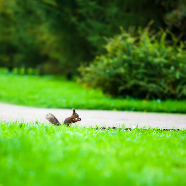 mókus eszik egy anya a profil - Fotó, kép
