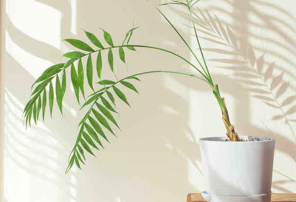  Indoor palm tree in a sunny room with a beautiful interior made from natural materials. decorative palm tree in a blue pot, hard shadows on the wall by the window in the morning in the room. - Photo, image