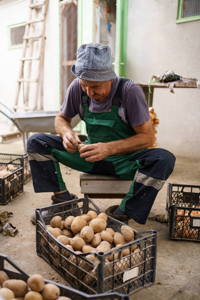 Ręce trzymając świeże ziemniaki właśnie wykopane z ziemi - Zdjęcie, obraz