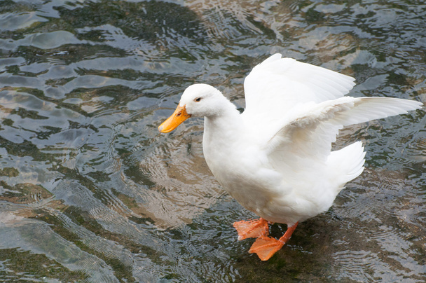 Ducks on the river - Valokuva, kuva