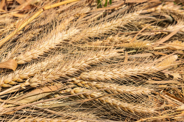 Harvesting. Ears of yellow ripe wheat close up - Photo, Image