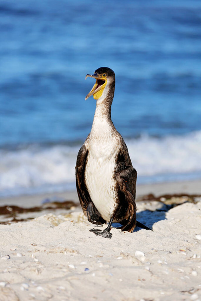 Great black cormorant, Phalacrocorax carb, dry feathers on a sea beach with an open beak. Close-up. - Photo, Image