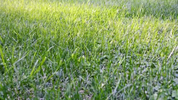 Vue d'une pelouse avec de l'herbe verte soigneusement coupée qui oscille dans le vent. - Séquence, vidéo