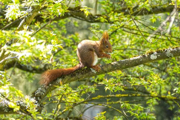 Червона білка сидить з горіхом на дереві в Цюриху (Швейцарія). - Фото, зображення
