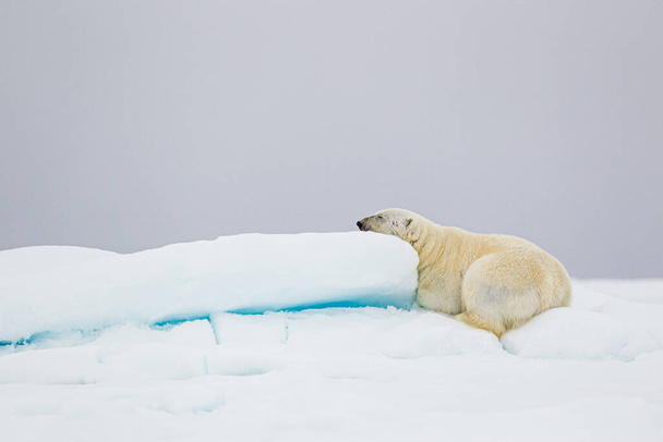 北極の氷の流れの上で寝ているホッキョクグマ - 写真・画像
