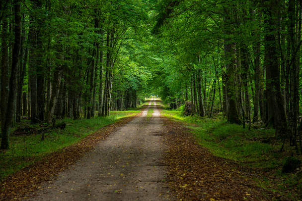nside Parque Nacional Bialowieski, sin tocar por la mano humana, carretera - Foto, imagen