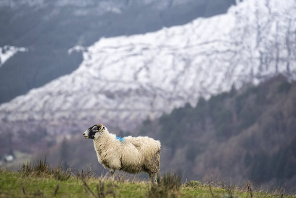 Skót juhok a legelőn, Felföld, Skócia - Fotó, kép