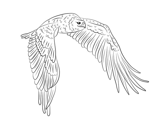 Cartoon létající divoký orel v izolaci na bílém pozadí. Vektorová ilustrace. - Vektor, obrázek