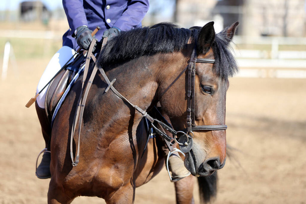 Banner de equitação para website ou revista ilustração. Foto de competição equestre como um show jumping fundo - Foto, Imagem