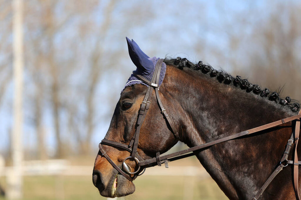 Lovas banner honlapon vagy magazin illusztráció. Fotó lovas verseny, mint egy show ugró háttér - Fotó, kép
