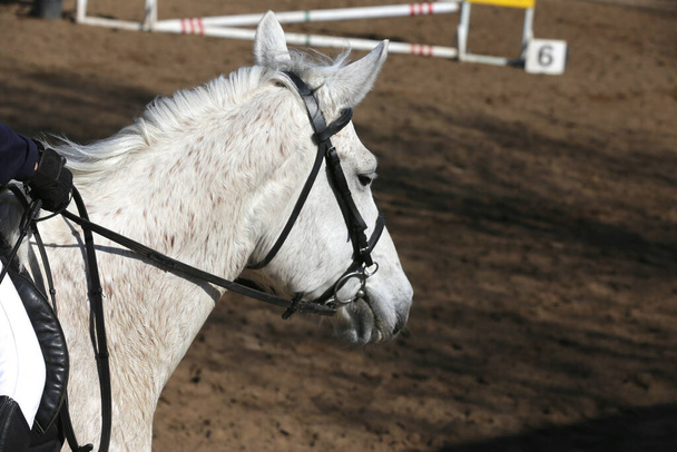 Lovas banner honlapon vagy magazin illusztráció. Fotó lovas verseny, mint egy show ugró háttér - Fotó, kép