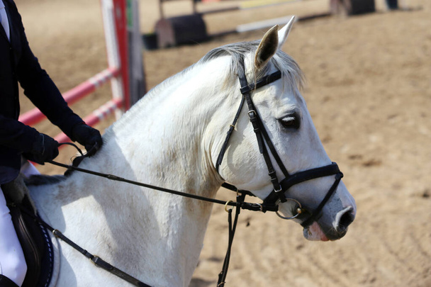  ショージャンプの背景として馬術競技の写真。ヘッドは未知のライダーと鞍の下で競争中にショージャンパ馬のクローズアップ - 写真・画像