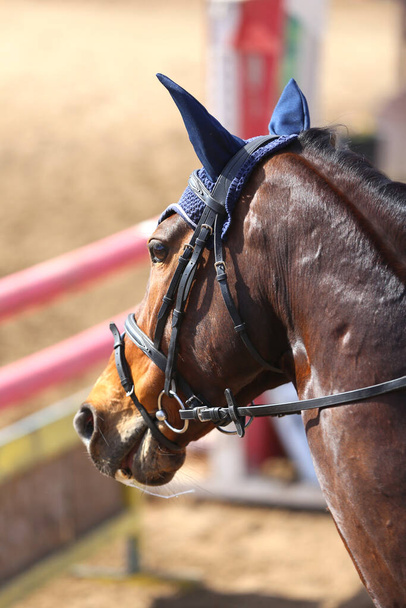  Foto vom Reitturnier als Springhintergrund.Kopfschuss eines Springpferdes während eines Wettbewerbs unter dem Sattel mit unbekanntem Reiter - Foto, Bild