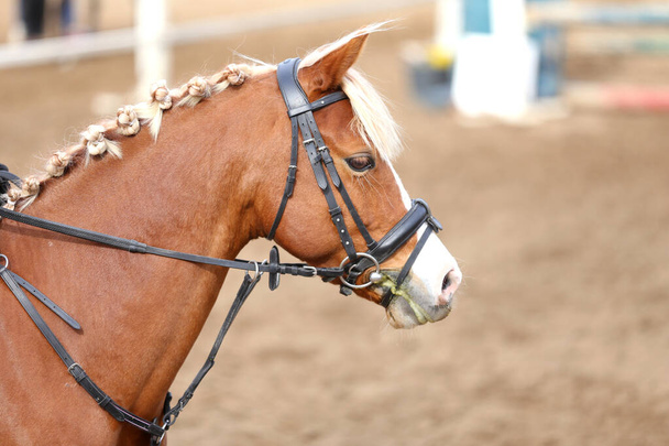  Fotó lovas verseny, mint egy show ugró hátter.Fej lövés közelről egy show jumper ló alatt verseny nyereg ismeretlen lovas - Fotó, kép