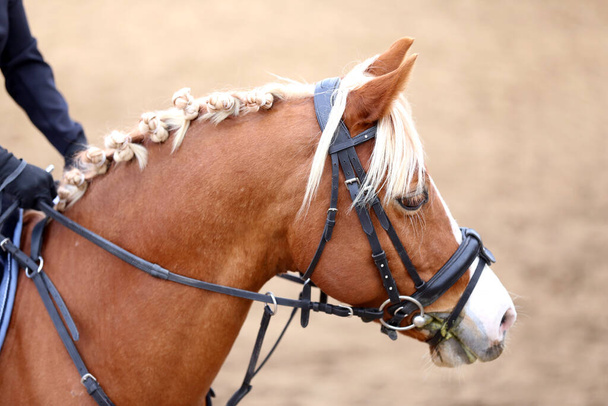  Photo of equestrian competition as a show jumping background.Head shot close up of a show jumper horse during competition under saddle with unknown rider - Photo, Image