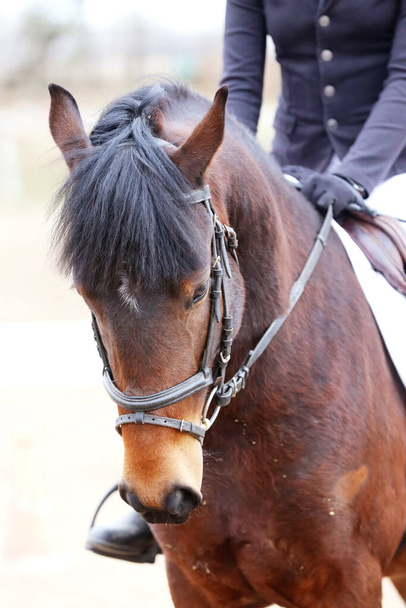  Foto vom Reitturnier als Springhintergrund.Kopfschuss eines Springpferdes während eines Wettbewerbs unter dem Sattel mit unbekanntem Reiter - Foto, Bild